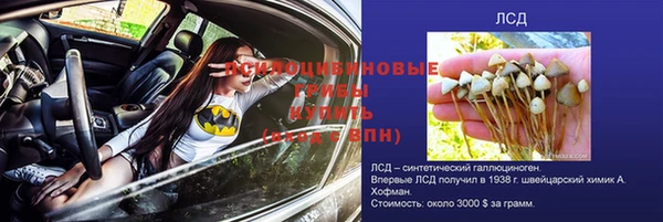 сатива Беслан