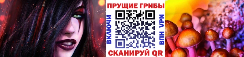 omg ССЫЛКА Карачаевск Псилоцибиновые грибы GOLDEN TEACHER